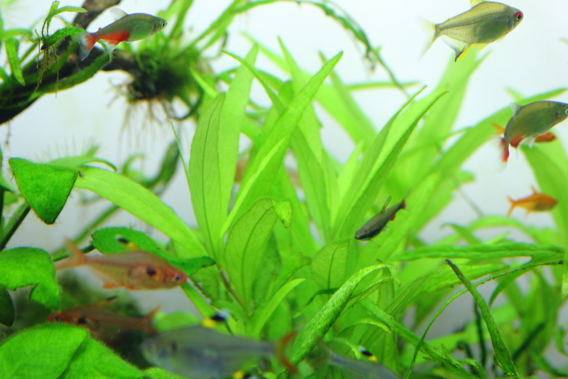 植栽から26日目　ニューラージリーフハイグロ